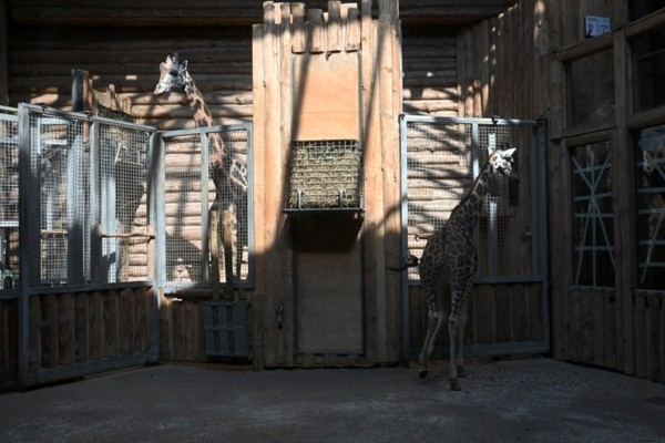 27. septembris vēsturē: Rīgā atgriežas žirafes