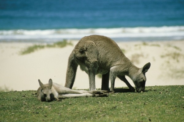 26. janvāris vēsturē: Tiek svinēta Austrālijas diena