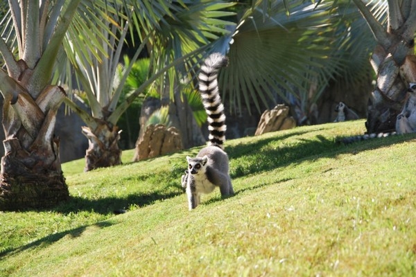 25. jūnijs vēsturē: Madagaskara svin savu neatkarības dienu