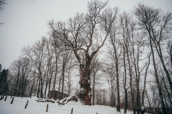 Par Eiropas gada koku Latvijā 2022 kļuvis Sējas dižozols