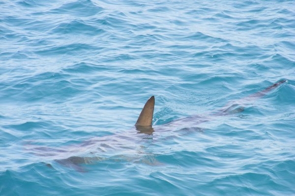 VIDEO: Haizivs Turcijā? Tūristi apgalvo, ka redzējuši šo briesmoni