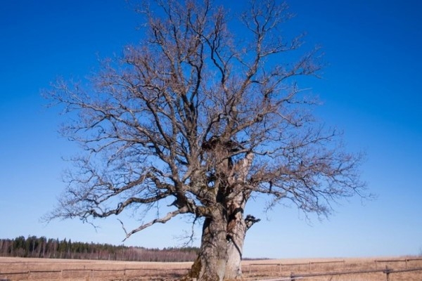 Līdz 4. decembrim var nobalsot