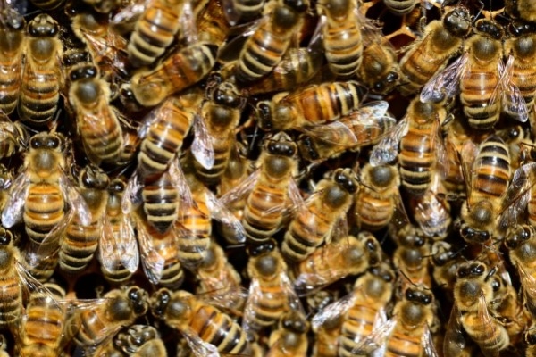 Bišu dēļ lidsabiedrība spiesta atcelt lidojumu