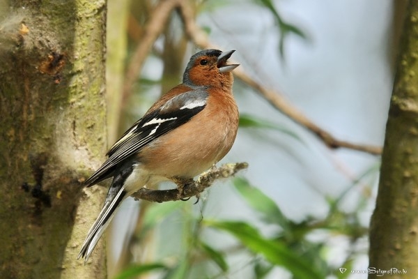 Ornitologi aicina ierakstīt putnu balsu audiopiecm