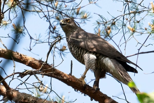 Grīziņkalna apmeklētājus pārsteidz pilsētvidei ner