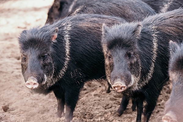  Arī apkakles pekari pārcelsies uz Rīgas Zooloģiskā dārza filiāli «Cīruļi»