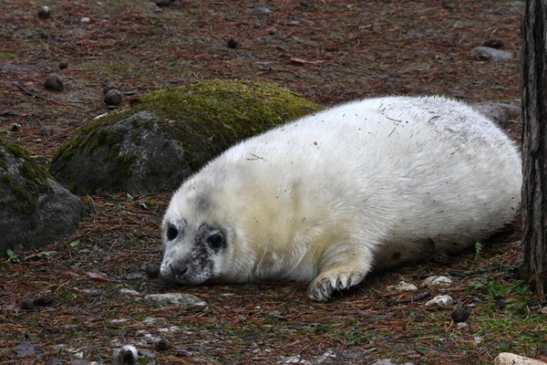 Roņu dienas Rīgas zoodārzā – s