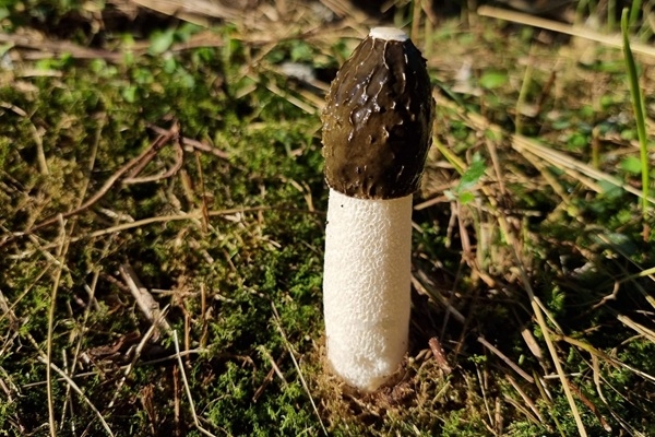 Jēkabpils novads: Sēņu pārgājiens Gārsenē ar Zaigu Kairi