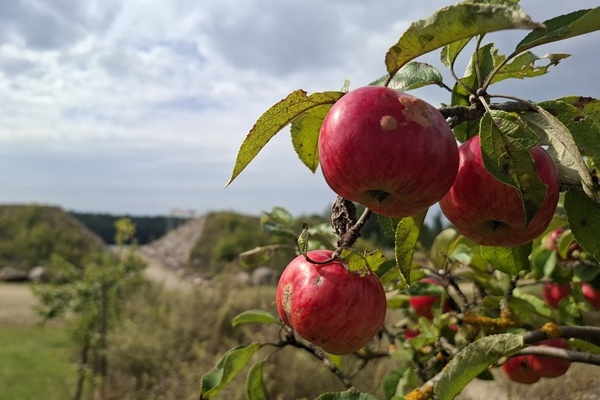 Aizkraukles novads: Jau desmitā Ābolu balle Likteņ