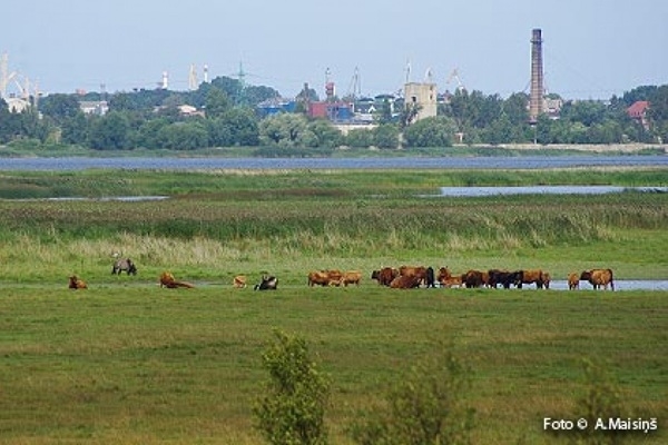 Apstiprināts dabas lieguma «Liepājas ezers» dabas 