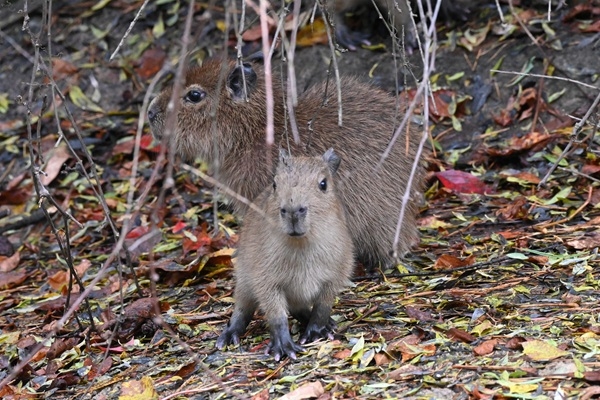 Drīzumā tiešraidē varēs vērot piecus kapibaru mazu
