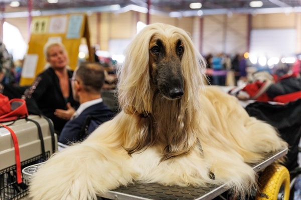 Satiec cilvēka labākos draugus un atpūties kopā ar