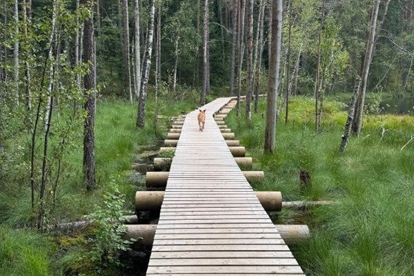 Noskaidroti šī gada aktīvākie «Latvijas meža dēkai