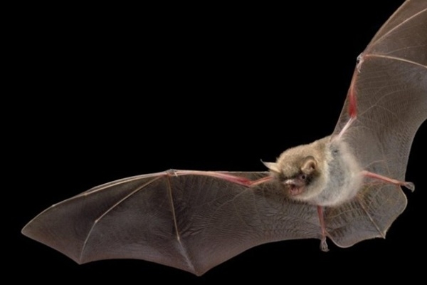 Sikspārņu stāsts Redanā jau šajā nedēļas nogalē