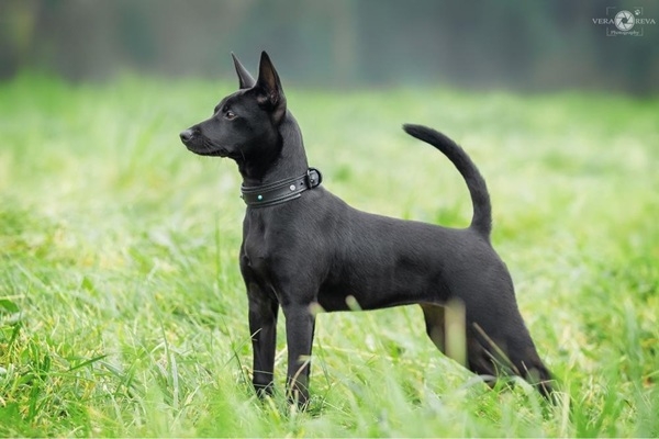 Tūkstošiem kilometru mīlestības dēļ – kā Taivānas 