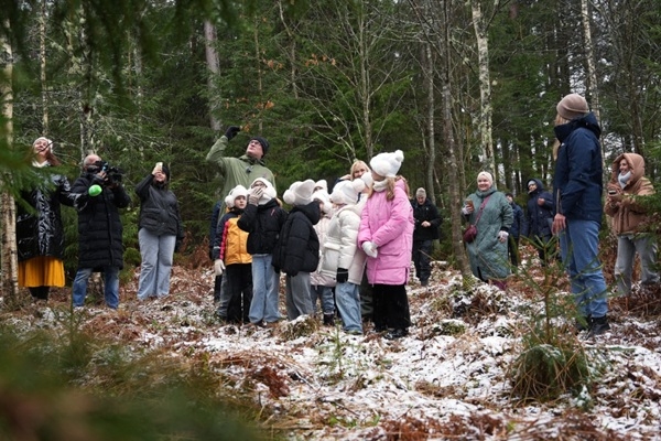 Galvaspilsētas galvenās Ziemassvētku egles šogad i