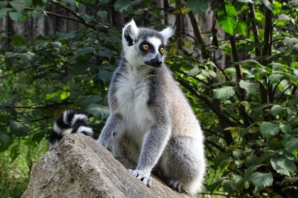 Rīgas zoodārzs aicina kļūt par dzīvnieka krustvecā