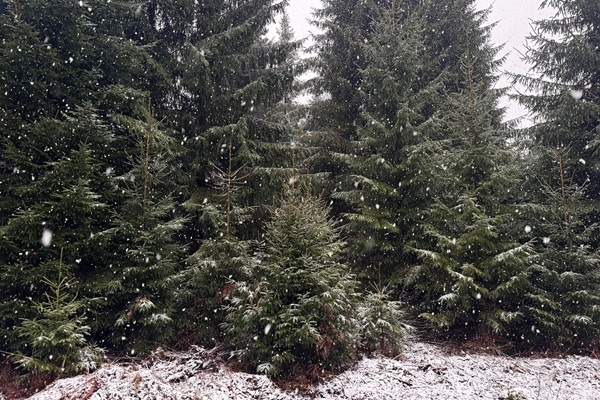 RĪGAS MEŽI aicina baudīt ziemas burvību dabā, eglī