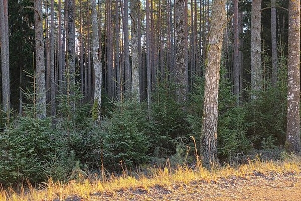 Latvijas Valsts meži: Svētku eglīte no Latvijas va