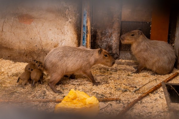 Vēro Rīga ZOO kapibaru tiešraidi!