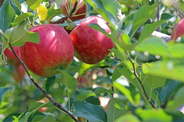 Durbē aicina svinēt ābolu raža