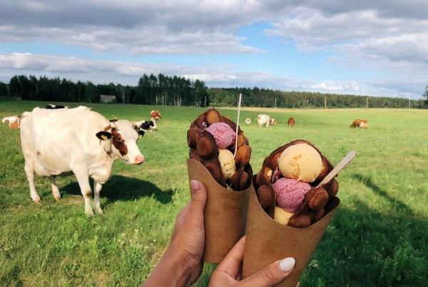 Dvietes īstais lauku saldējums