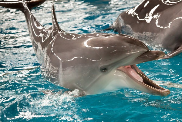 Delfinārijs