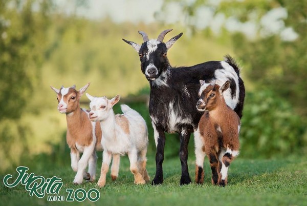 JuRita Mini Zoo 104318 JuRita Mini Zoo