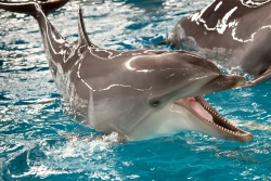 Delfinārijs un dinozauru parks
