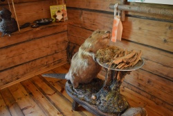 Bebra ekspozīcija 104155 Bebra ekspozīcija